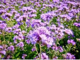 Фацелия (семена)