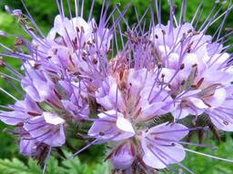 Фацелия семена