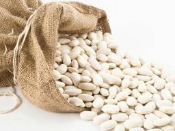 Фасоль белая