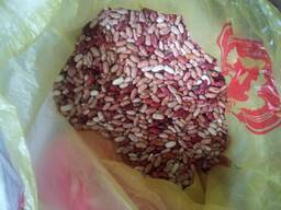 Фасоль домашняя