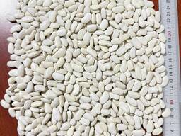 Фасоль продовольственная лопатка, томатка