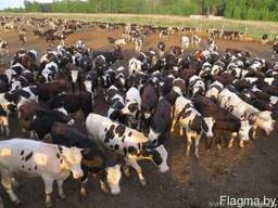 Фермерское хозяйство закупает КРС быков, коров, молодняк