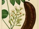 Гимнокладус двудомный, бундук канадский, кентуккийское кофейное дерево Gymnoclаdus diоicus - фото 3