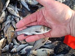 Годовик толстолобик, карп для зарыбления пруда