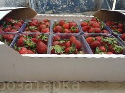 Усиленный П34 гофролоток белый для ягод: малина, голубика, клубника