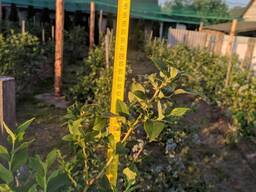 Голубика 2020