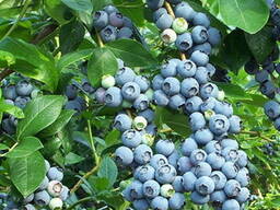 Продам голубику