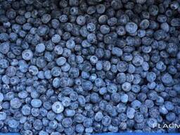 Голубика (садовая)