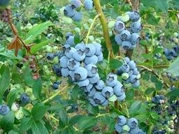 Голубика саженцы. Сорт Эллиот. 2-х летние.