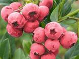 Голубика саженцы. Сорт Пинк Лимонад. 2-х летние. - фото 2
