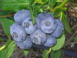 Голубика саженцы. Сорт Река. 2-х летние. - фото 1