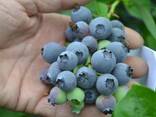 Голубика саженцы. Сорт Река. 2-х летние. - фото 2