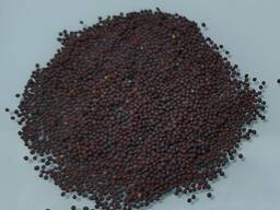 Горчица черная