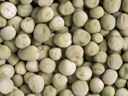 ГОРОХ (посевной)