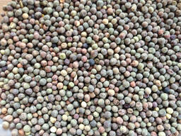 Семена гороха, сорт Астронавт, РС-1