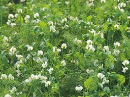 Горох посевной