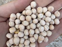 Горох продовольственный фураж