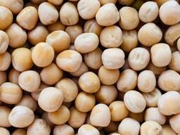 Горох семенной