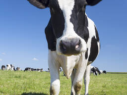 Говядина на кости 1,2 и тощей категории