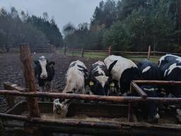 Говядина тощак