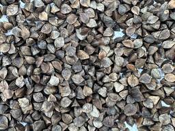 Семена Гречихи РС 1