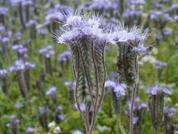 Люпин Миртан