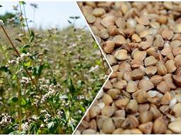 Гречиха Купава, Альфа, Дикуль!