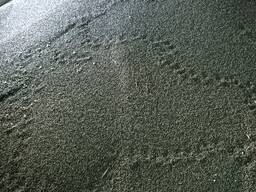 Гречиха продовольственная