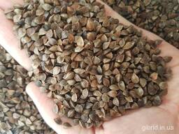 Гречиха семена