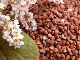 Гречиха сорт Альфа вторая репродукция