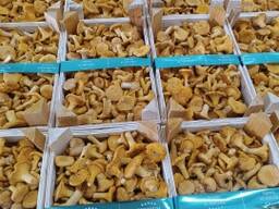 Гриб лисичка свежая, замороженная, соленая