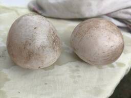 Гриб Веселка.30 руб/кг Полоцк сегодня из леса