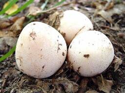 Гриб Весёлка