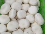 Грибы свежие культивируемые Шампиньоны - фото 3