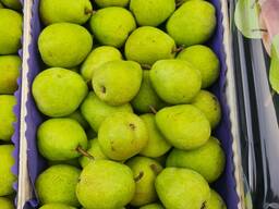 Продам польскую грушу, сорт Лукас