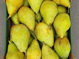 Груша Ксения (производство Польша)