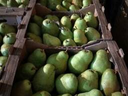 Груша Снежинка