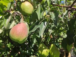 Груша вкусная сочная.