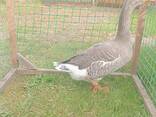 Гуси - фото 3
