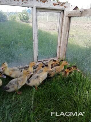 Гусята, цыплята