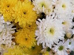 Хризантема букетная, бакарди, зембля