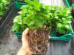 Хризантема мультифлора в горшке 0,5 л (р9) на май-сентябрь 2026 г