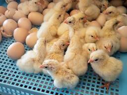 Инкубационные яйца Кобб 500 и Росс 308 и куриные яйца