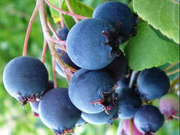 Ирга, саженцы: высота - от 1м. и выше