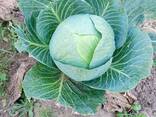 Капуста белокачанная - фото 3