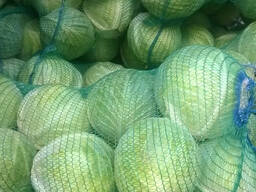 Капуста Белокачанная