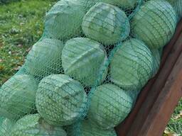 Капуста белокочанная Мелкая.