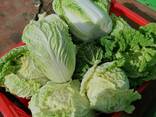 Капуста пекинская - фото 1