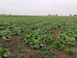 Капуста пекинская - фото 2