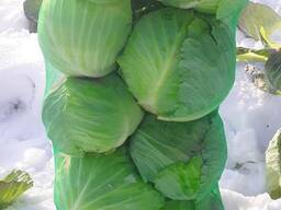 Капуста урожай 2024года